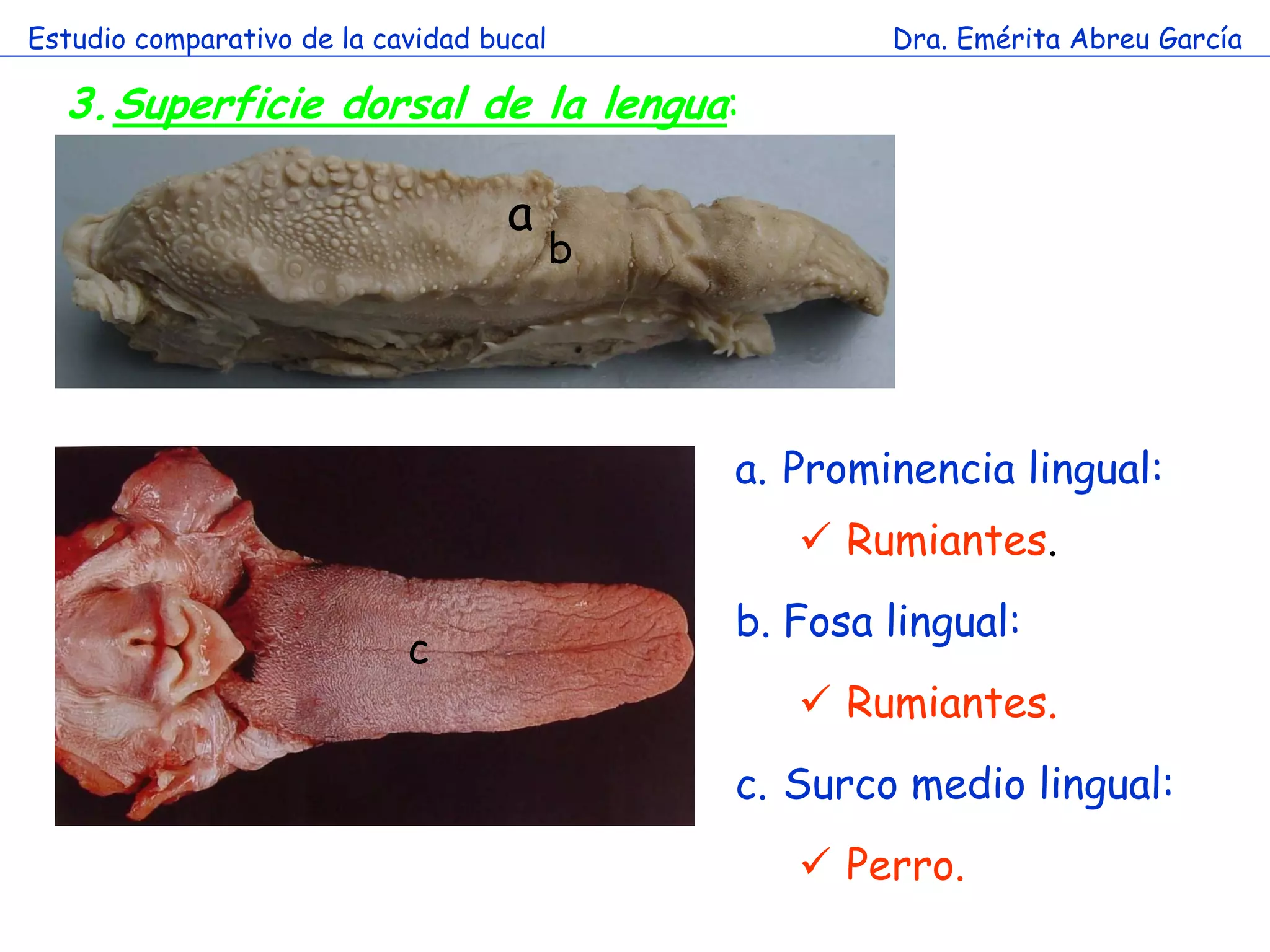Estudio comparativo de la cavidad bucal               Dra. Emérita Abreu García

  3.Superficie dorsal de la lengua:

                                    a
                                          b


                        a
                                              a. Prominencia lingual:
                                                  Rumiantes.
                                              b. Fosa lingual:
                            c
                                                  Rumiantes.
                                              c. Surco medio lingual:
                                                  Perro.
 