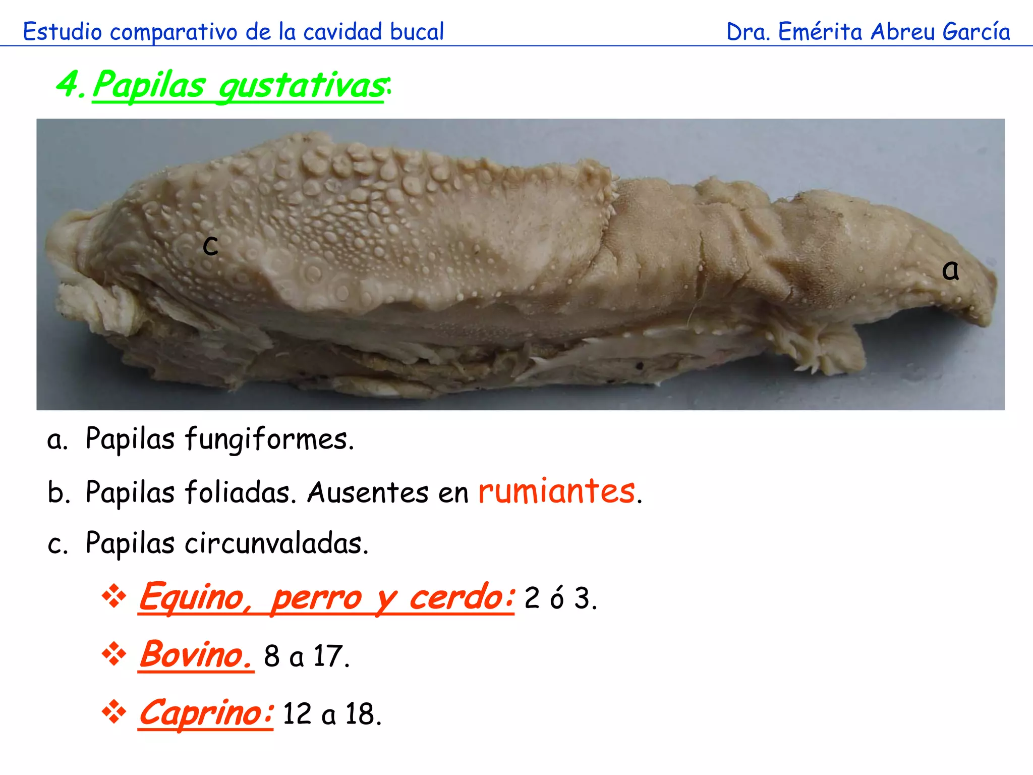 Estudio comparativo de la cavidad bucal         Dra. Emérita Abreu García

  4.Papilas gustativas:



                c
                                                                  a
                        a


  a. Papilas fungiformes.
  b. Papilas foliadas. Ausentes en rumiantes.
  c. Papilas circunvaladas.
        Equino, perro y cerdo: 2 ó 3.
        Bovino. 8 a 17.
        Caprino: 12 a 18.
 