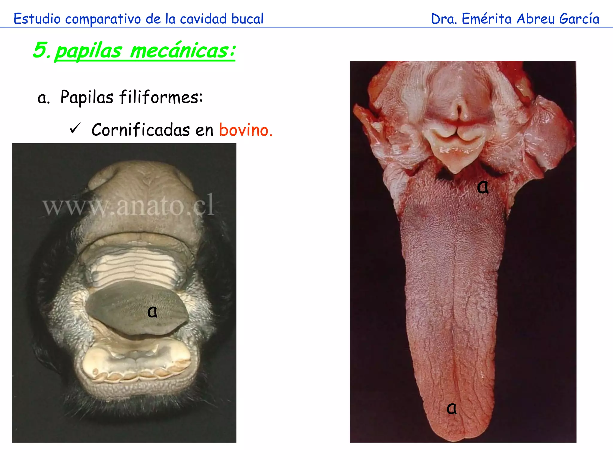 Estudio comparativo de la cavidad bucal   Dra. Emérita Abreu García

  5.papilas mecánicas:

   a. Papilas filiformes:
         Cornificadas en bovino.


                        a                       a




                    a



                                            a
 
