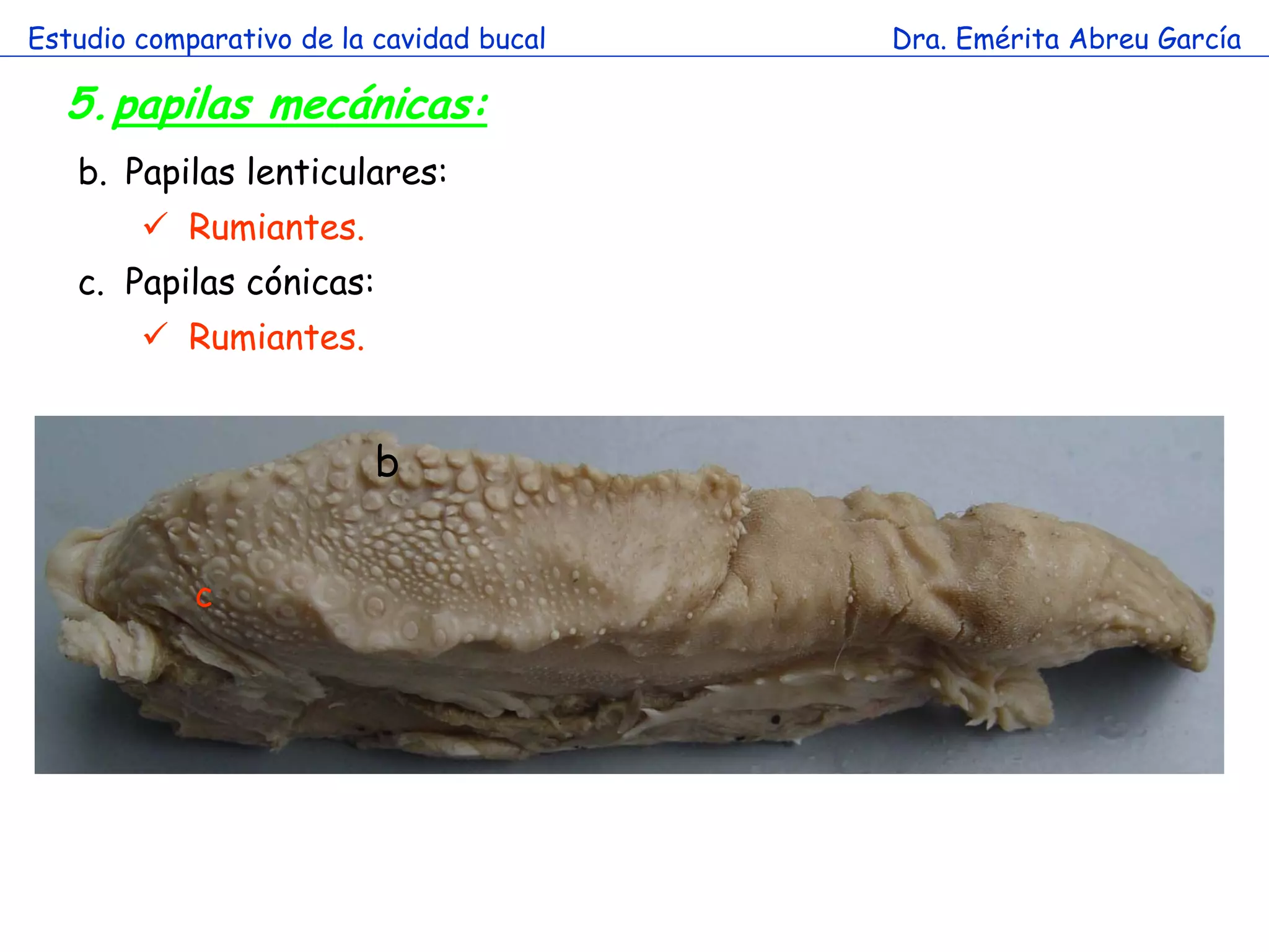 Estudio comparativo de la cavidad bucal   Dra. Emérita Abreu García

  5.papilas mecánicas:
   b. Papilas lenticulares:
         Rumiantes.
   c. Papilas cónicas:
         Rumiantes.
                        a
                          b


            c
 