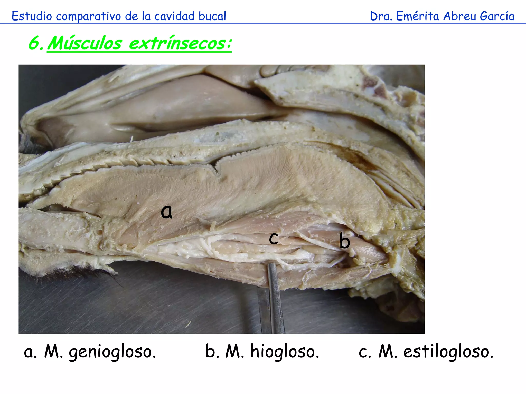 Estudio comparativo de la cavidad bucal                   Dra. Emérita Abreu García

  6.Músculos extrínsecos:




                        a

                            a
                                           c         b




  a. M. geniogloso.                b. M. hiogloso.       c. M. estilogloso.
 