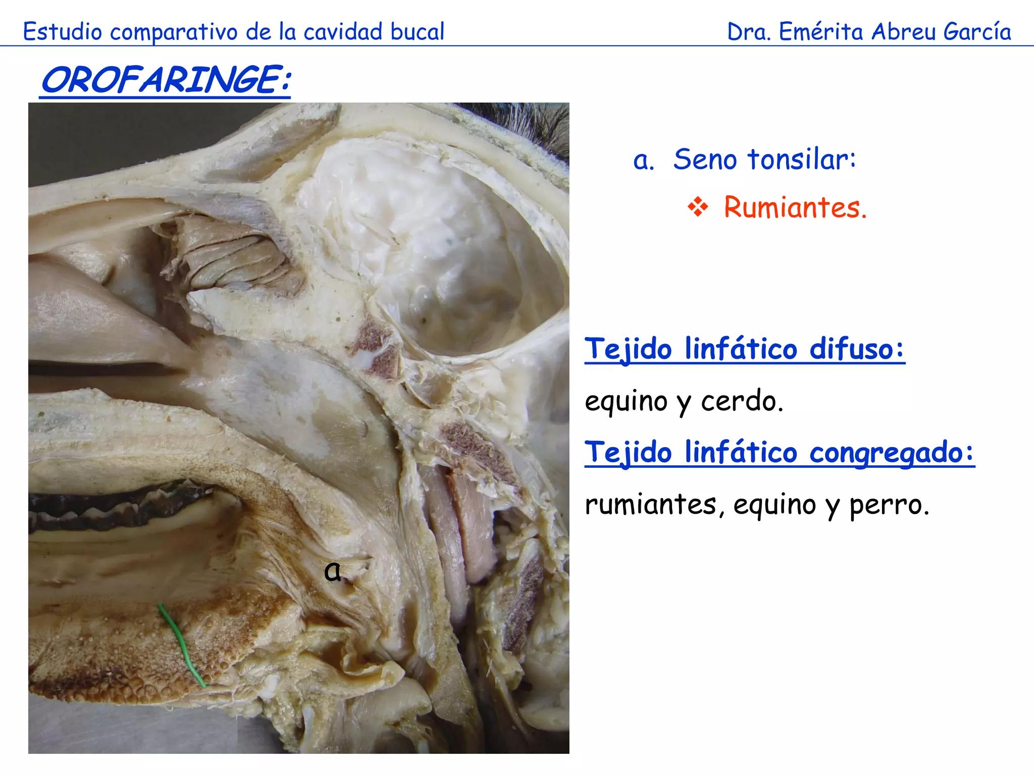 Estudio comparativo de la cavidad bucal             Dra. Emérita Abreu García

 OROFARINGE:

                                             a. Seno tonsilar:
                                                  Rumiantes.


                        a
                                          Tejido linfático difuso:
                                          equino y cerdo.
                                          Tejido linfático congregado:
                                          rumiantes, equino y perro.

                            a
 