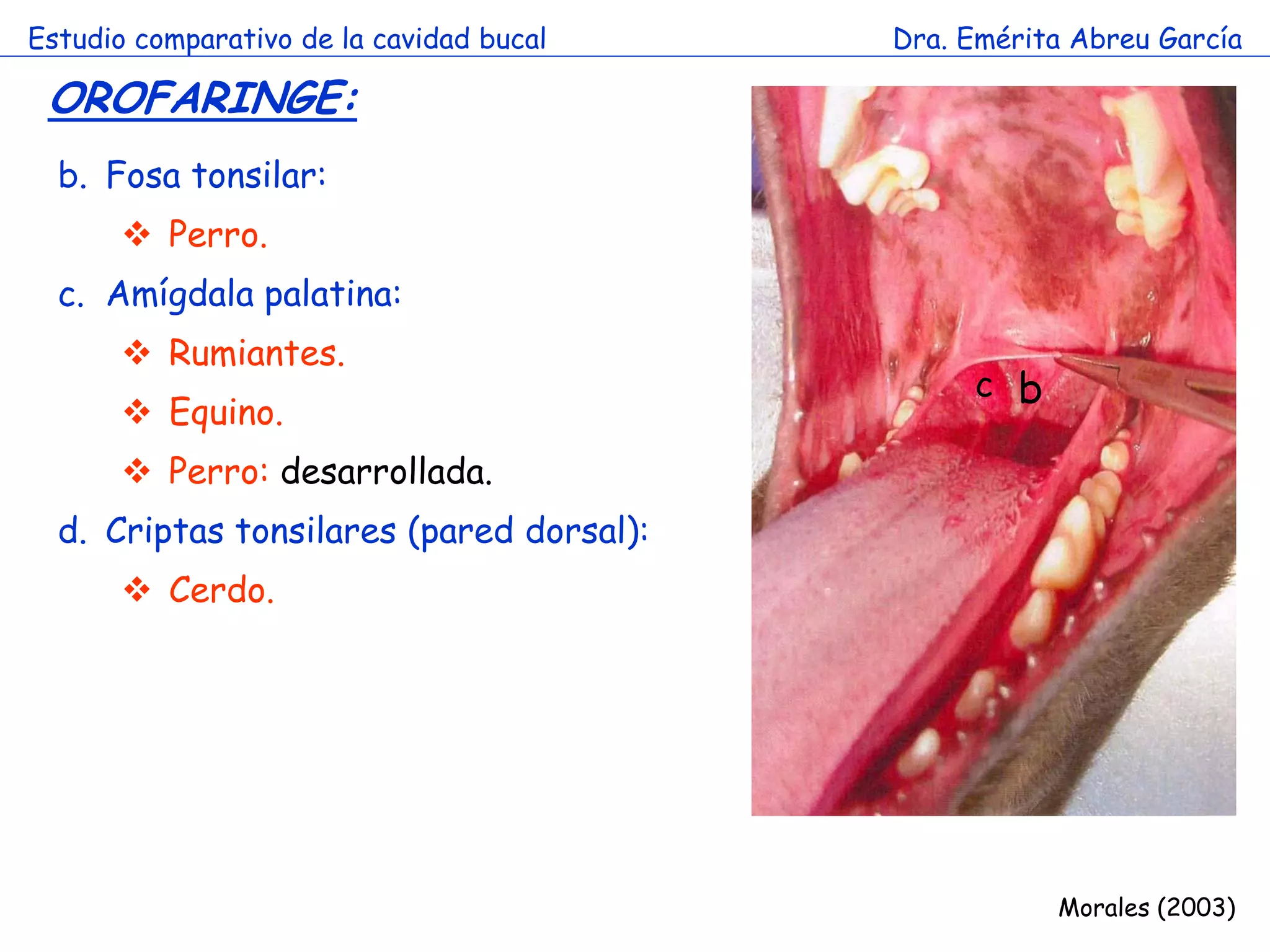 Estudio comparativo de la cavidad bucal   Dra. Emérita Abreu García

 OROFARINGE:
  b. Fosa tonsilar:
        Perro.
  c. Amígdala palatina:
        Rumiantes.
                        a                      c b
        Equino.
        Perro: desarrollada.
  d. Criptas tonsilares (pared dorsal):
        Cerdo.




                                                     Morales (2003)
 