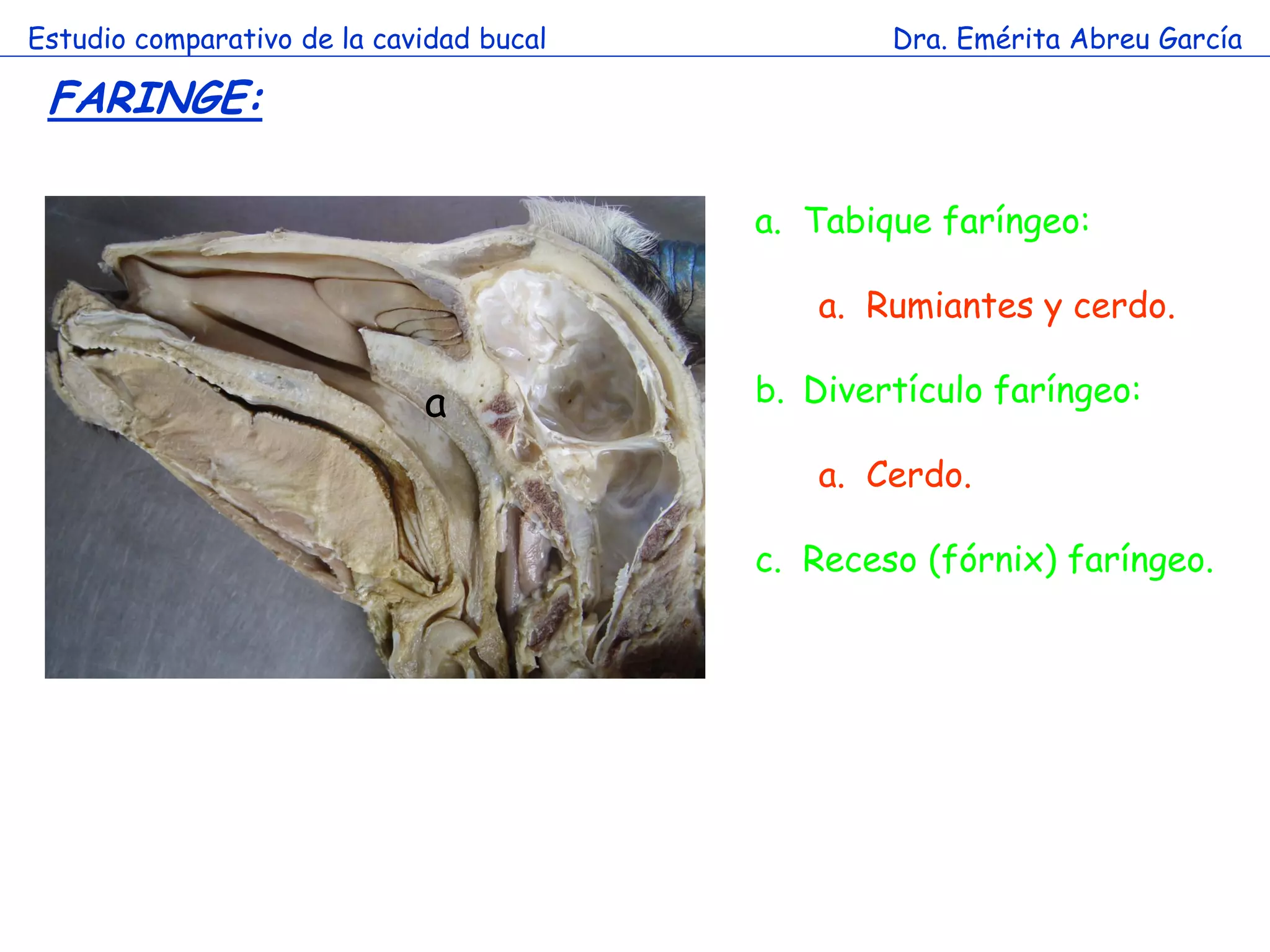 Estudio comparativo de la cavidad bucal           Dra. Emérita Abreu García

 FARINGE:

                                          a. Tabique faríngeo:

                                             a. Rumiantes y cerdo.

                        a    a            b. Divertículo faríngeo:

                                             a. Cerdo.

                                          c. Receso (fórnix) faríngeo.
 