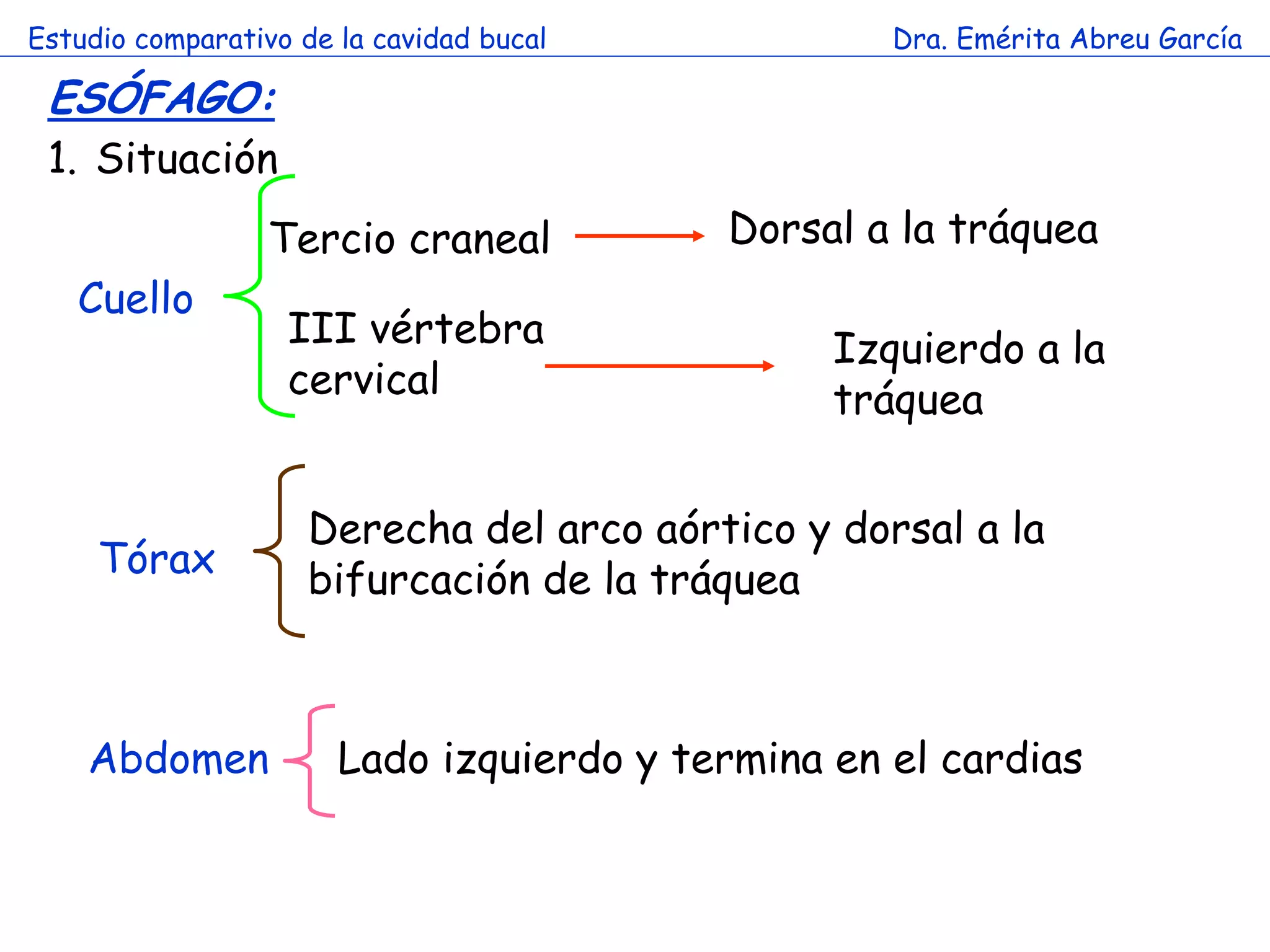 Estudio comparativo de la cavidad bucal            Dra. Emérita Abreu García

 ESÓFAGO:
 1. Situación
                  Tercio craneal          Dorsal a la tráquea
   Cuello
                   III vértebra                 Izquierdo a la
                   cervical
                      a                         tráquea


                     Derecha del arco aórtico y dorsal a la
     Tórax           bifurcación de la tráquea



    Abdomen            Lado izquierdo y termina en el cardias
 