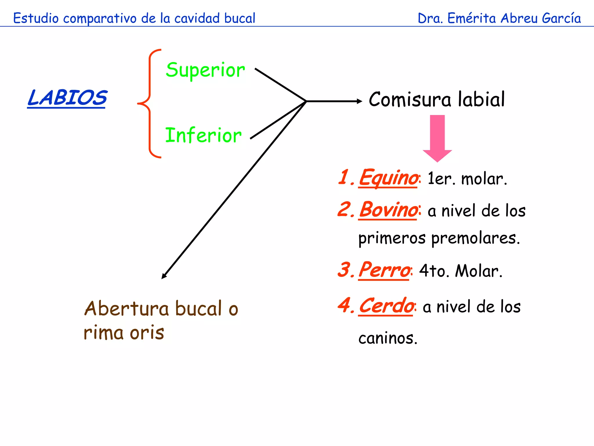 Estudio comparativo de la cavidad bucal             Dra. Emérita Abreu García



                        Superior
  LABIOS                                      Comisura labial
                        Inferior

                                          1.Equino: 1er. molar.
                                          2.Bovino: a nivel de los
                                            primeros premolares.

                                          3.Perro: 4to. Molar.
           Abertura bucal o               4.Cerdo: a nivel de los
           rima oris                        caninos.
 