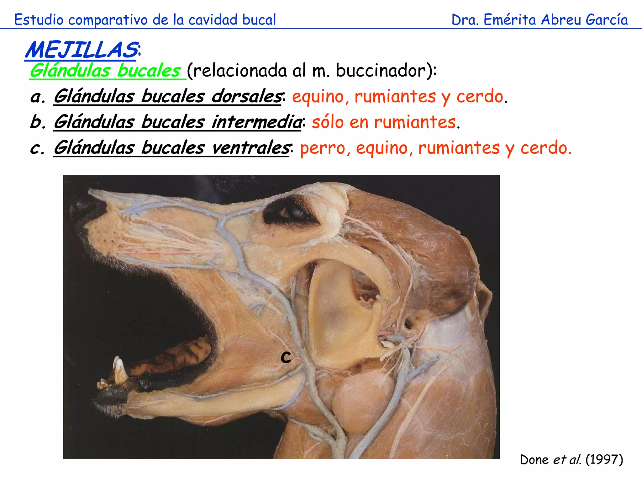 Estudio comparativo de la cavidad bucal             Dra. Emérita Abreu García

 MEJILLAS:
  Glándulas bucales (relacionada al m. buccinador):
  a. Glándulas bucales dorsales: equino, rumiantes y cerdo.
  b. Glándulas bucales intermedia: sólo en rumiantes.
  c. Glándulas bucales ventrales: perro, equino, rumiantes y cerdo.




                                          c



                                                             Done et al. (1997)
 