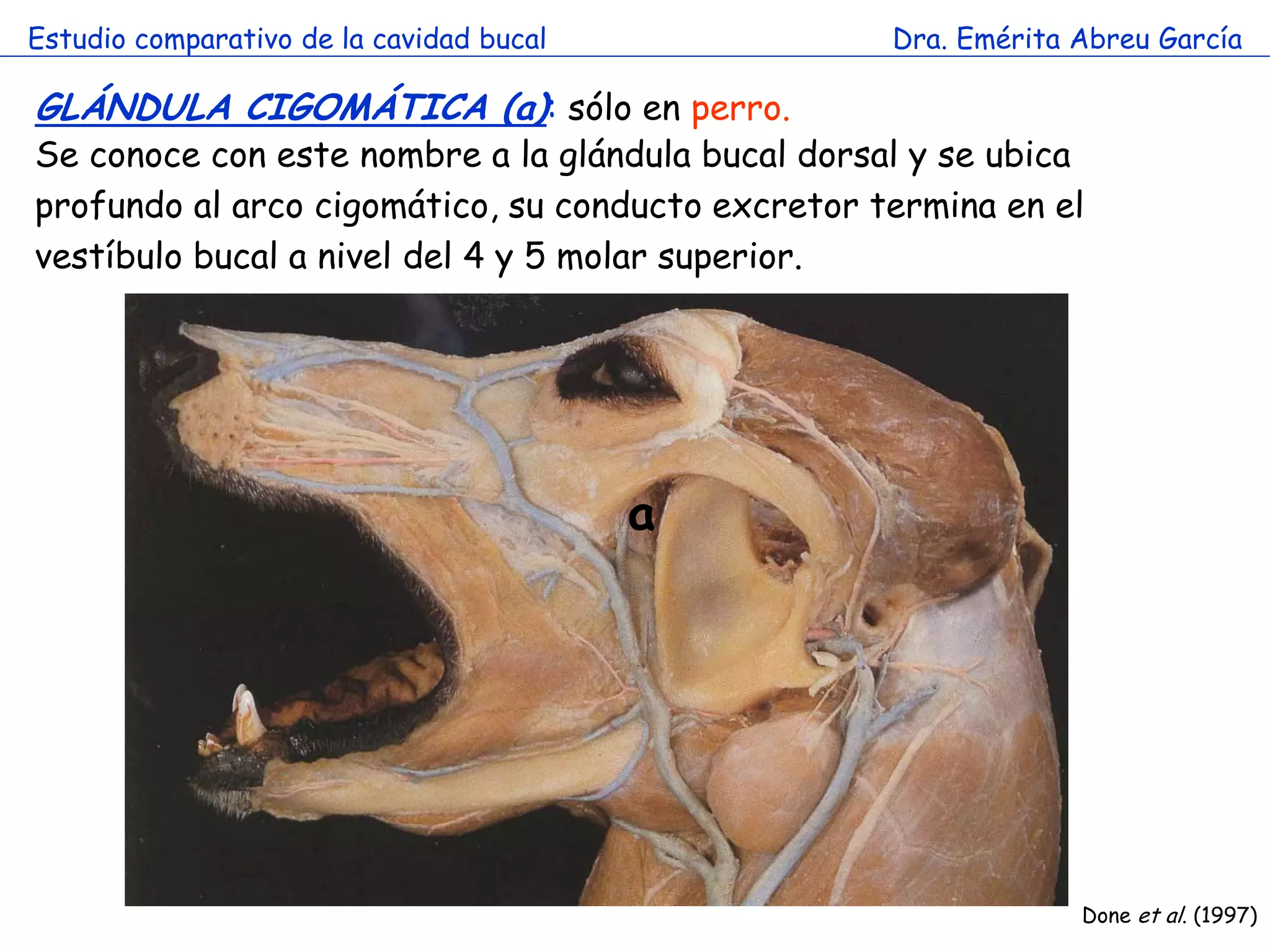 Estudio comparativo de la cavidad bucal            Dra. Emérita Abreu García

GLÁNDULA CIGOMÁTICA (a): sólo en perro.
Se conoce con este nombre a la glándula bucal dorsal y se ubica
profundo al arco cigomático, su conducto excretor termina en el
vestíbulo bucal a nivel del 4 y 5 molar superior.




                                          a




                                                                Done et al. (1997)
 
