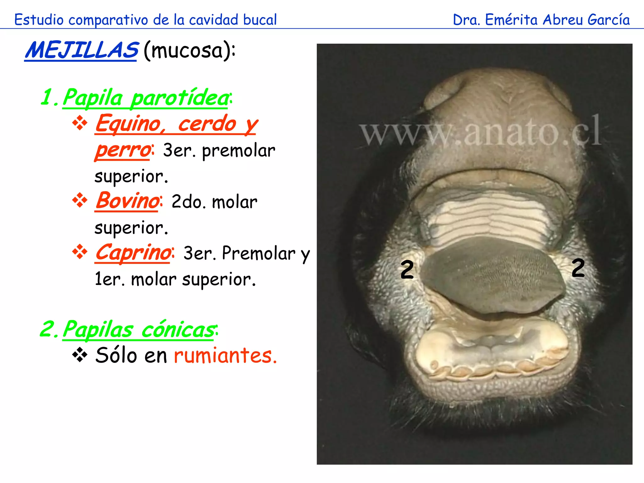 Estudio comparativo de la cavidad bucal       Dra. Emérita Abreu García

 MEJILLAS (mucosa):

   1.Papila parotídea:
       Equino, cerdo y
        perro: 3er. premolar
           superior.
         Bovino: 2do. molar
          superior.
         Caprino: 3er. Premolar y
          1er. molar superior.            2                   2

   2.Papilas cónicas:
         Sólo en rumiantes.
 