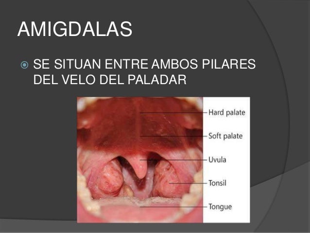 vestibulo y cavidad bucal cavidad bucal vestibulo y cavidad bucal cavidad bucal