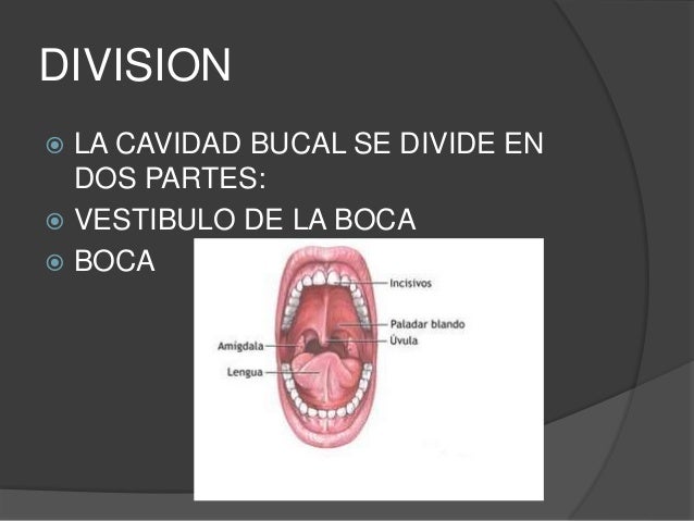 vestibulo y cavidad bucal cavidad bucal vestibulo y cavidad bucal cavidad bucal