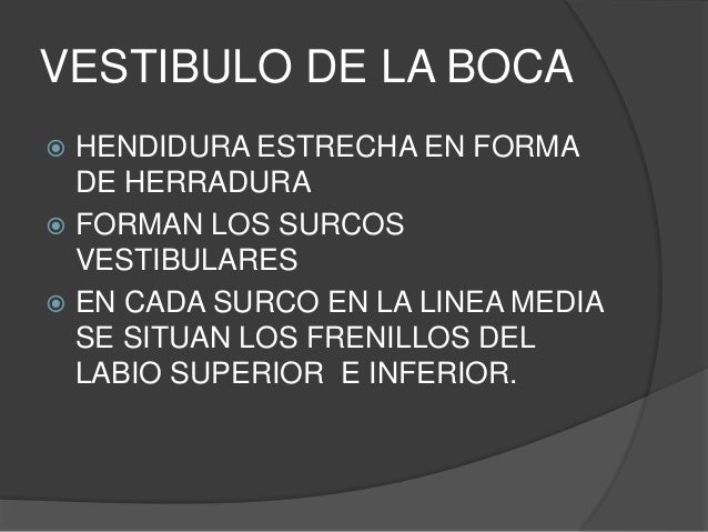 vestibulo y cavidad bucal cavidad bucal vestibulo y cavidad bucal cavidad bucal