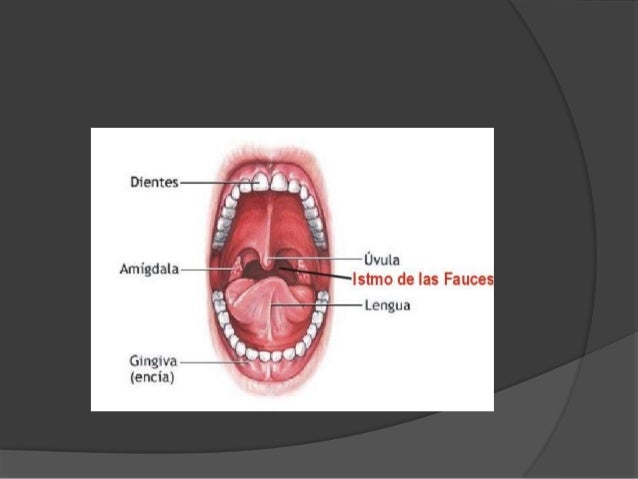 vestibulo y cavidad bucal cavidad bucal 1 1 vestibulo y cavidad bucal cavidad bucal 1 1