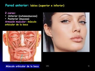 Cavidad bucal anatomía - presentación cpi medicina | PDF