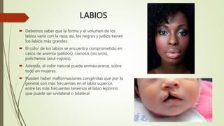 Labios Razas Cavidad Bucal, Esofago, glándulas salivales.pptx
