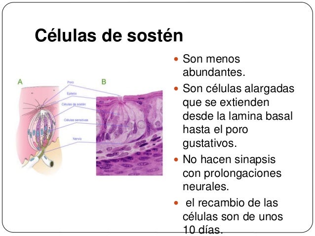 Cavidad Bucal histologia