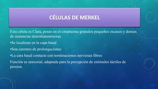 CÉLULAS DE MERKEL
Esta célula es Clara, posee en el citoplasma gránulos pequeños escasos y densos
de sustancias neurotransmisoras.
•Se localizan en la capa basal
•Son carentes de prolongaciones
•La cara basal contacto con terminaciones nerviosas libres
Función es sensorial, adaptada para la percepción de estímulos táctiles de
presion.
 