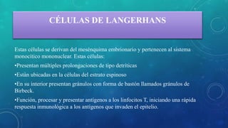 CÉLULAS DE LANGERHANS
Estas células se derivan del mesénquima embrionario y pertenecen al sistema
monocítico mononuclear. Estas células:
•Presentan múltiples prolongaciones de tipo detríticas
•Están ubicadas en la células del estrato espinoso
•En su interior presentan gránulos con forma de bastón llamados gránulos de
Birbeck.
•Función, procesar y presentar antígenos a los linfocitos T, iniciando una rápida
respuesta inmunológica a los antígenos que invaden el epitelio.
 