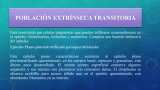 POBLACIÓN EXTRÍNSECA TRANSITORIA
Está constituida por células migratorias que pueden infiltrarse ocasionalmente en
el epitelio: Granulocitos, linfocitos y monocitos. Cumplen una función defensiva
del epitelio.
Epitelio Plano pluriestratificado paraqueratinizado:
Este epitelio posee características similares al epitelio plano
pluriestratificado queratinizado, en los estratos basal, espinoso y granuloso, este
último poco desarrollado. El estrato córneo superficial conserva algunos
organelos y sus núcleos son picnóticos con cromatina densa. El citoplasma se
observa acidófilo pero menos teñido que en el epitelio queratinizado, con
abundantes filamentos en su interior.
 