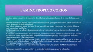 LÁMINA PROPIA O CORION
Capa de tejido conectivo de espesor y densidad variable, dependiendo de la zona de la cavidad
oral.
Presenta numerosas papilas o invaginaciones del corion, que aproximan vasos y nervios hacia las
capas más superficiales del epitelio.
Este tejido conectivo puede ser laxo, denso o semidenso y está compuesto por células, fibras y
matriz amorfa o no fibrilar.
La lámina propia se adhiere directamente sobre el periostio o bien se dispone recubriendo a la
submucosa.
A nivel del corion existe una rica inervación, con terminaciones nerviosas sensoriales que reciben
información sobre la percepción de temperatura (termo-receptores), tacto y presión (mecano-
receptores) y dolor (nocireceptores).
Los receptores para la temperatura y el dolor son terminaciones nerviosas libres, que se ubican en
el corion, bajo la lámina basal y entre las células epiteliales. Las vías aferentes de la mucosa oral
provienen de los pares craneanos V, VII y IX.
Los mecano-receptores son los corpúsculos de Meissner y las células de Merkel del epitelio.
Funciones: nutrición, la inervación y el sostén del epitelio que se apoya sobre ella.
 
