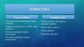 SUBMUCOSA
Características
•Esta capa esta compuesta por tejido
conectivo.
•Puede estar presente o no como capa
definitiva.
•Esta en zonas que requiere
movimiento.
•No están expuesta al choque
masticatorio.
Constituyentes
•Tejido conectivo de espesor y
densidad variable.
•Posee vasos y nervio.
•Tejido adiposo.
•Glándulas salivales.
 