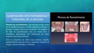 CLASIFICACIÓN HITO-TOPOGRÁFICA Y
FUNCIONAL DE LA MUCOSA
Mucosa de revestimiento: esta mucosa reviste zonas
de la cavidad oral que no están expuesta a fricción o
presión. Cumple función de protección. El epitelio es
de tipo no queratinizado, con un corion laxo o
semidenso, presentando una submucosa de tejido
conectivo laxo bien definida.
Este se encuentra en: labio (cara interna), mejilla,
paladar blando, piso de la boca, superficie ventral de la
lengua, mucosa alveolar y vestibular.
 