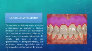 MUCOSA MASTICATORIA
Esta mucosa se ubica en zonas sometida
a fenómenos de presión y fricción,
producto del proceso de masticación.
Esta mucosa se encuentra adherida al
hueso y no experimenta estiramiento. El
epitelio que pose es de tipo
queratinizado o paraqueratinizado, con
numerosas crestas epiteliales que se
corresponden con las papilas del corion.
 