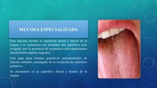 MUCOSA ESPECIALIZADA
Esta mucosa recubre la superficie dorsal y lateral de la
lengua y se caracteriza por presentar una superficie muy
irregular ,por la presencia de numerosos solevantamientos
denominados papilas linguales.
Esta capa aloja botones gustativos intraepiteliales, de
función sensitiva ,encargado de la recepción de estímulos
gustativa.
Se encuentran en la superficie dorsal y bordes de la
lengua.
 