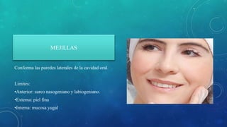 MEJILLAS
Conforma las paredes laterales de la cavidad oral.
Limites:
•Anterior: surco nasogeniano y labiogeniano.
•Externa: piel fina
•Interna: mucosa yugal
 