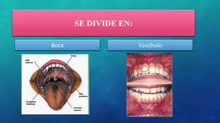 SE DIVIDE EN:
Boca Vestíbulo
 