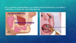 EN LAS MEJILLAS DESEMBOCA EL CONDUCTO DE STENON DE LA GLÁNDULA
PARÓTIDA. ( A NIVEL DEL SEGUNDO MOLAR)
 