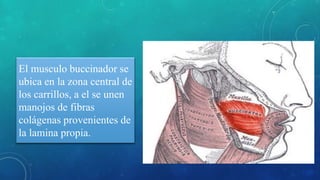 El musculo buccinador se
ubica en la zona central de
los carrillos, a el se unen
manojos de fibras
colágenas provenientes de
la lamina propia.
 