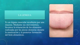 LA LENGUA
Es un órgano muscular recubierto por una
mucosa. Mediante sus movimientos,
favorece la trituración de los alimentos
realizadas por las piezas dentarias durante
la masticación y la posterior formación
del bolo alimenticio.
 