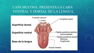 CAPA MUCOSA: PRESENTA LA CARA
VENTRAL Y DORSAL DE LA LENGUA.
 
