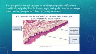 Cara o superficie ventral: presenta un epitelio plano pluriestratificado no
cornificado, delgado y liso. La lamina propia es delgada y esta compuesta por
conectivo laxo, con papilas del corion cortas y numerosas.
 