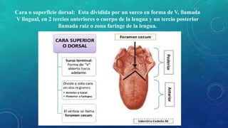 Cara o superficie dorsal: Esta dividida por un surco en forma de V, llamada
V lingual, en 2 tercios anteriores o cuerpo de la lengua y un tercio posterior
llamada raiz o zona faringe de la lengua.
 
