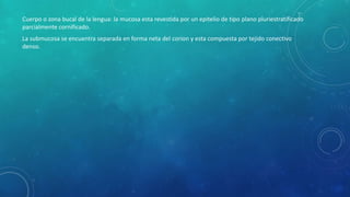Cuerpo o zona bucal de la lengua: la mucosa esta revestida por un epitelio de tipo plano pluriestratificado
parcialmente cornificado.
La submucosa se encuentra separada en forma neta del corion y esta compuesta por tejido conectivo
denso.
 
