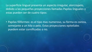 La superficie lingual presenta un aspecto irregular, aterciopelo,
debido a las pequeñas proyecciones llamadas Papilas linguales y
estas pueden ser de cuatro tipos:
• Papilas filiformes: es el tipo mas numeroso, su forma es conica,
semejante a un hilo o pelo. Estas proyecciones epiteliales
puedem estar cornificadas o no.
 