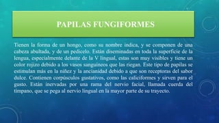 PAPILAS FUNGIFORMES
Tienen la forma de un hongo, como su nombre indica, y se componen de una
cabeza abultada, y de un pedicelo. Están diseminadas en toda la superficie de la
lengua, especialmente delante de la V lingual, estas son muy visibles y tiene un
color rojizo debido a los vasos sanguíneos que las riegan. Este tipo de papilas se
estimulan más en la niñez y la ancianidad debido a que son receptoras del sabor
dulce. Contienen corpúsculos gustativos, como las caliciformes y sirven para el
gusto. Están inervadas por una rama del nervio facial, llamada cuerda del
tímpano, que se pega al nervio lingual en la mayor parte de su trayecto.
 