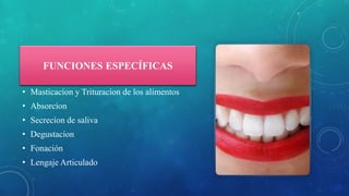 FUNCIONES ESPECÍFICAS
• Masticacíon y Trituracíon de los alimentos
• Absorcíon
• Secrecíon de saliva
• Degustacíon
• Fonación
• Lengaje Articulado
 