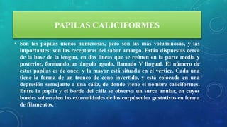PAPILAS CALICIFORMES
• Son las papilas menos numerosas, pero son las más voluminosas, y las
importantes; son las receptoras del sabor amargo. Están dispuestas cerca
de la base de la lengua, en dos lineas que se reúnen en la parte media y
posterior, formando un ángulo agudo, llamado V lingual. El número de
estas papilas es de once, y la mayor está situada en el vértice. Cada una
tiene la forma de un tronco de cono invertido, y está colocada en una
depresión semejante a una cáliz, de donde viene el nombre caliciformes.
Entre la papila y el borde del cáliz se observa un surco anular, en cuyos
bordes sobresalen las extremidades de los corpúsculos gustativos en forma
de filamentos.
 