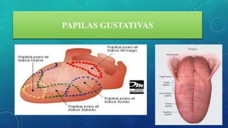PAPILAS GUSTATIVAS
 