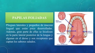 PAPILAS FOLIADAS
Pliegues laterales y pequeños de mucosa
lingual que están poco desarrolladas.
Además, gran parte de ellas se localizan
en la parte lateral posterior de la lengua y
algunas en el dorso y son receptores que
captan los sabores salados.
 