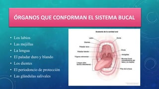 ÓRGANOS QUE CONFORMAN EL SISTEMA BUCAL
• Los labios
• Las mejillas
• La lengua
• El paladar duro y blando
• Los dientes
• El periodoncio de protección
• Las glándulas salivales
 