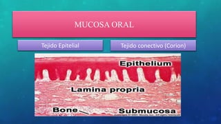 MUCOSA ORAL
Tejido Epitelial Tejido conectivo (Corion)
 