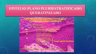 EPITELIO PLANO PLURIESTRATIFICADO
QUERATINIZADO
 