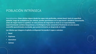 POBLACIÓN INTRÍNSECA
Queratinocitos: Estas células migran desde las capas más profundas, estrato basal, hacia la superficie
epitelial, luego de multiplicarse por mitosis, puedes permanecer en la capa basal o dividirse nuevamente
antes de migrar hacia la supeficie. En este proceso de migración la céula se va especializando,
experimentando cambios bioquímicos y morfológicos hasta convertirse finalmente en una escama
eosinófila queratinizada anucleada, que posteriorimente se desprende al medio.
Las Células que integran el epitelio se disponen formando 4 capas o estratos:
• Basal
• Espinoso
• Granuloso
• Córneo
 