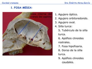 Cavidad craneana Dra. Emérita Abreu García FOSA MEDIA: Agujero óptico. Agujero orbitoredondo. Agujero oval. Silla turca: 5. Tubérculo de la silla turca. 6. Apófisis clinoides rostrales. 7. Fosa hipofisaria. 8. Dorso de la silla turca. 9. Apófisis clinoides  caudales. Vista interna del cráneo del caprino 1 2 3 6 7 8 5 9 