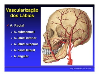 Vascularização
Vascularização
  dos Lábios
      Lábios

 A. Facial
 A. Facial
   A. submentual
   A. submentual
   A. labial inferior
   A. labial inferior
   A. labial superior
   A. labial superior
   A. nasal lateral
   A. nasal lateral
   A. angular
   A. angular


                        Prof. Peter Reher, CD, MSc, PhD
                        Prof. Peter Reher, CD, MSc, PhD
 