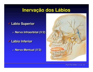 Inervação dos Lábios

Lábio Superior
Lábio Superior

  Nervo Infraorbital (V/2)
  Nervo Infraorbital (V/2)


Lábio Inferior
Lábio Inferior

  Nervo Mentual (V/3)
  Nervo Mentual (V/3)




                             Prof. Peter Reher, CD, MSc, PhD
                             Prof. Peter Reher, CD, MSc, PhD
 
